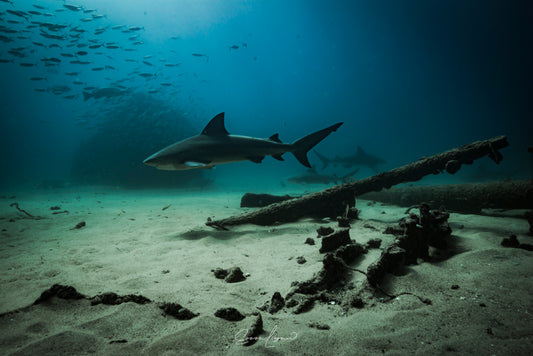 Danza de tiburones