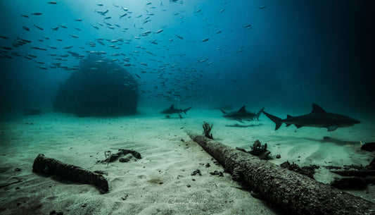 Reunión de tiburones