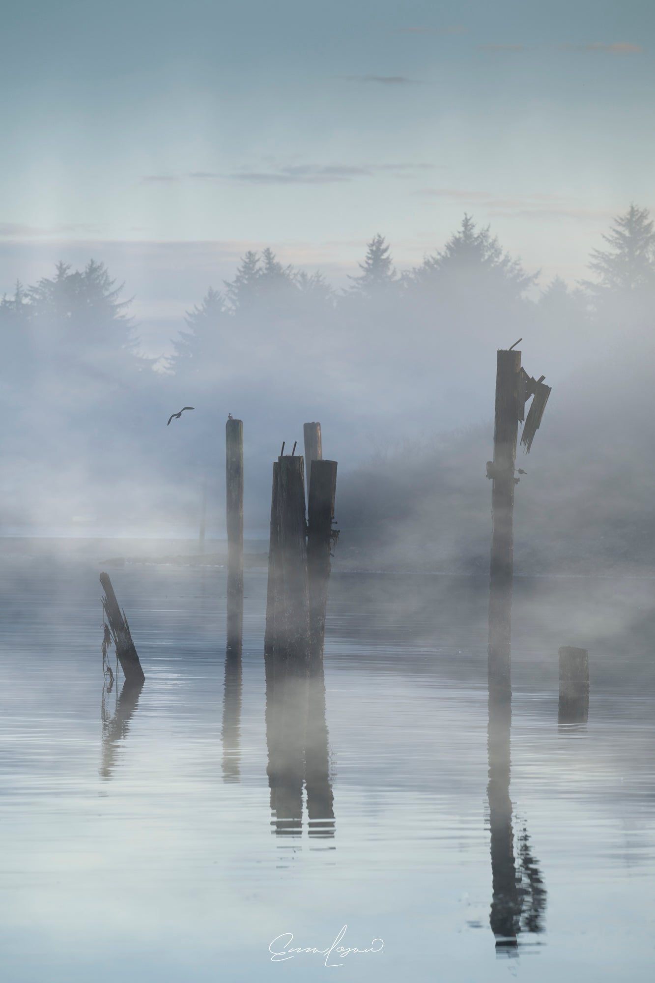 Sombras en la niebla