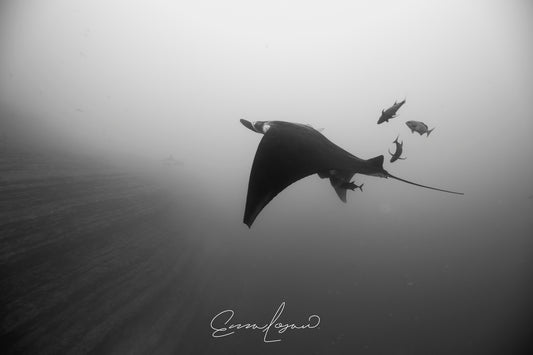 Flying Manta